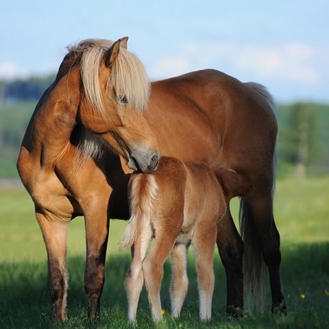 Mare and foal