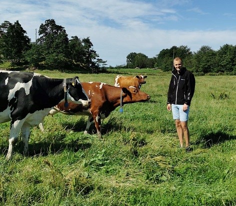 Man and cows