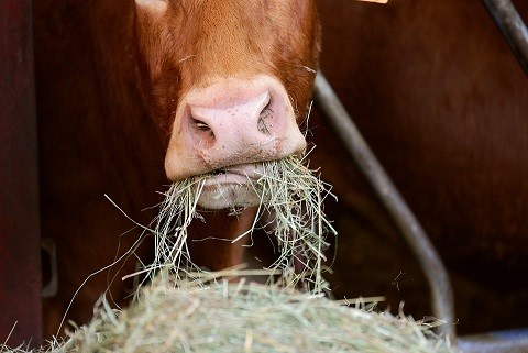 Cow feeding