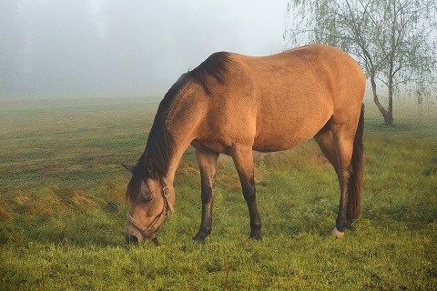 Grazing horse