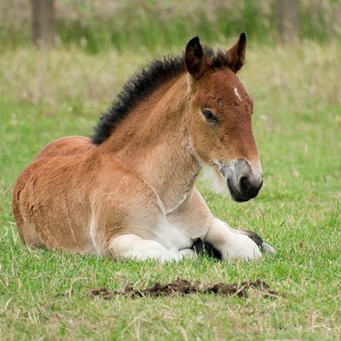 Foal on pasture