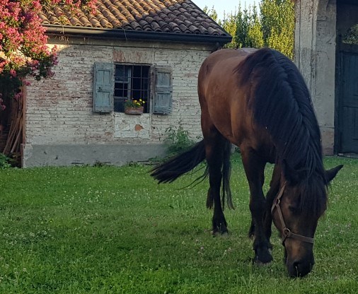 Bardigiano horse