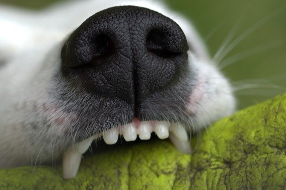 Dogs teeth