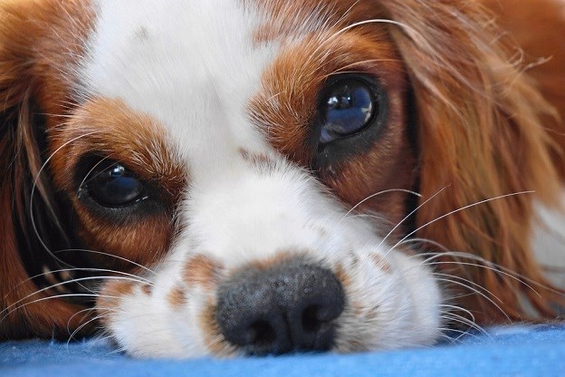 Cavalier King Charles spaniel