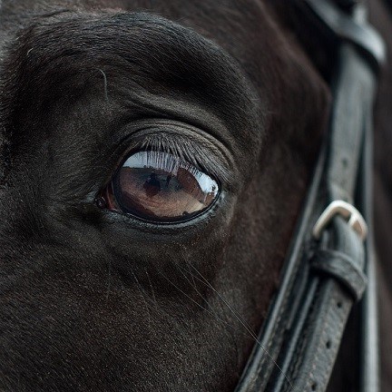 Horse eye