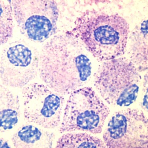 Mast cells