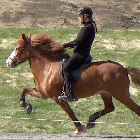 Icelandic horse