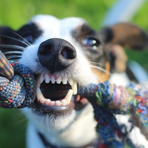 Hund biter i leksak