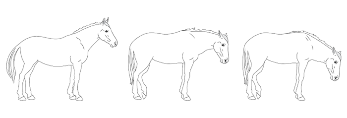 Illustration av smärta hos häst