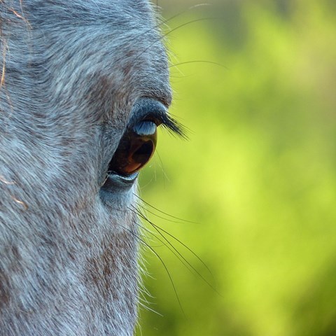 Horse eye