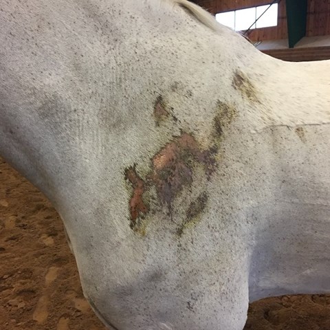 Horse with pruritus