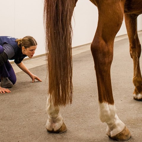 Vet Emma Persson Sjödin inspecting horse legs