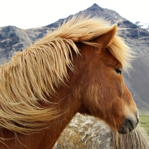 Icelandic horse