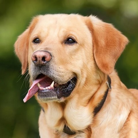 Labrador Retriever