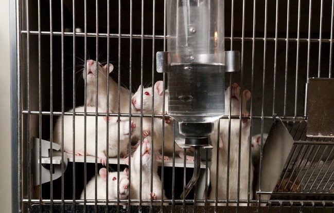 Laboratorieråttor i bur