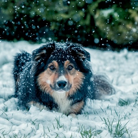 Hund i snö