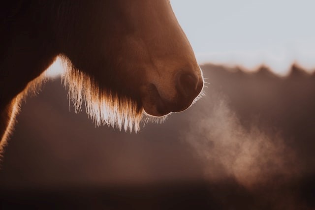Silhouette of Icelandic horse