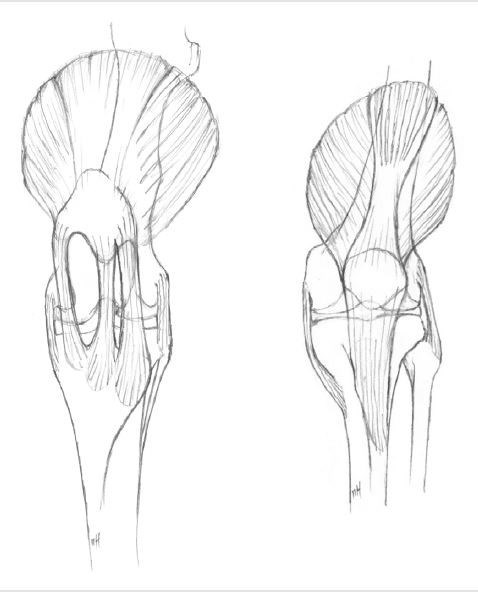 Illustration of human and equine knee 