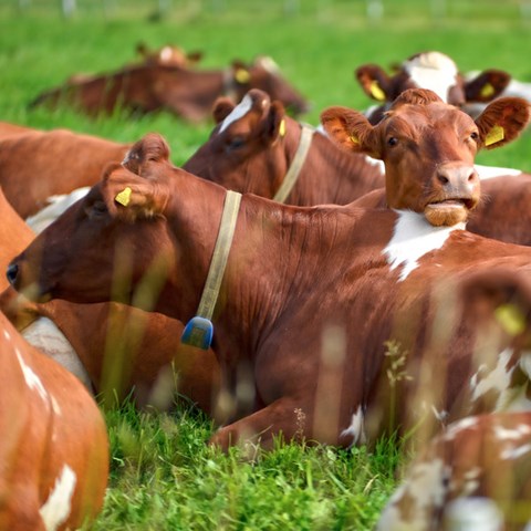 Red dairy cattle