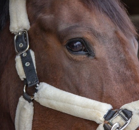 Horse with halter