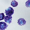 Equine mast cells from lung