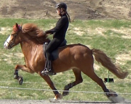 Islandshäst med ryttare