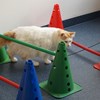 Katt med ortopediska problem. foto