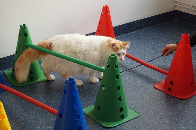 Katt med ortopediska problem. foto