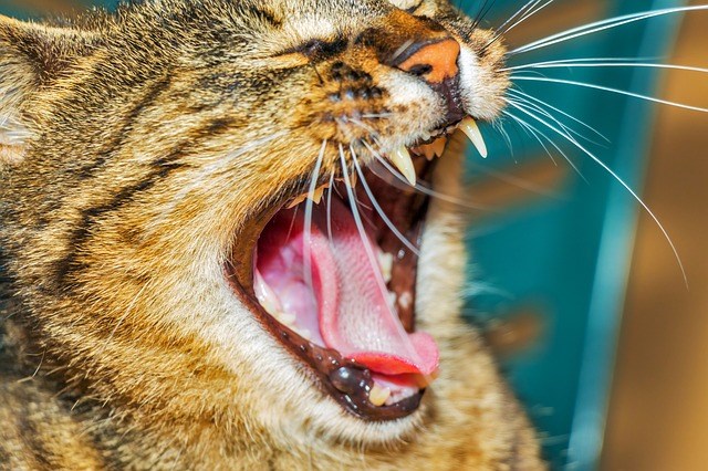 Närbild på gapande kattmun. Foto