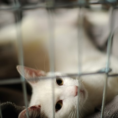 Vit katt bakom galler. Foto