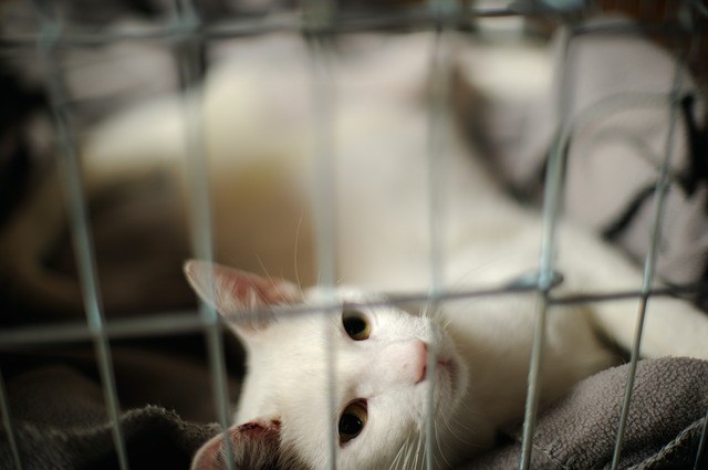 Vit katt bakom galler. Foto