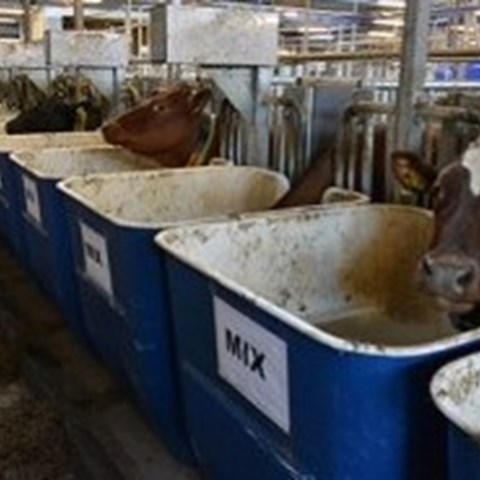 Kor i foderförsök på Lövsta lantbruksforskning. Foto.