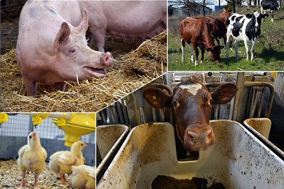 Cows, pigs and poultry at the Swedish Livestock Research Center. Photo.