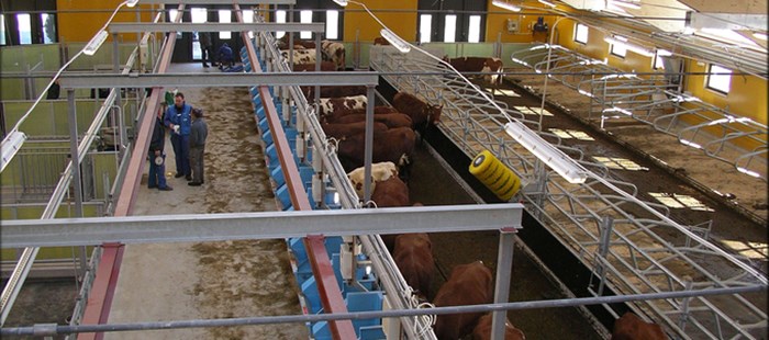 Inside of a barn with cows and blue feed bunks. Photo.