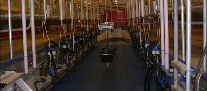 Milking parlour with space for cows on both sides. Photo.