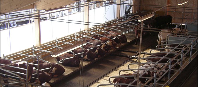 Inside a barn with cows. Photo.