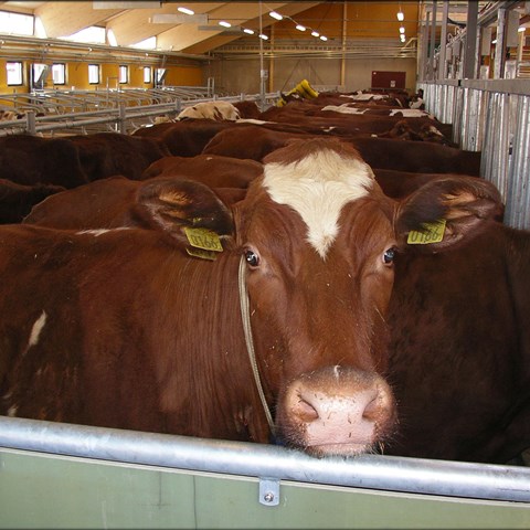 A red and white cow who looks into the camera. Photo.