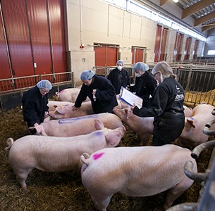 Tutoring of pregnancy testing of sows at the Swedish livestock research center, SLU. Photo.