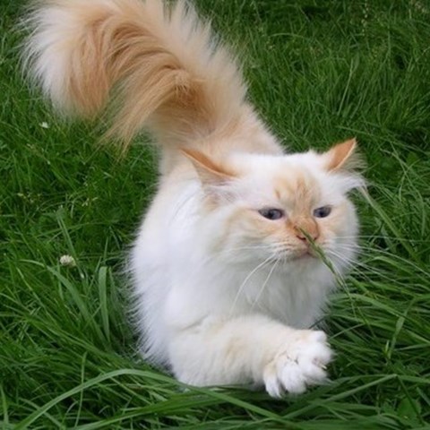 Birmakatt