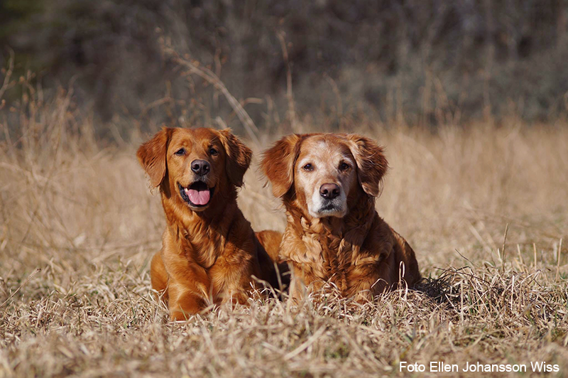 Två ljusbruna hundar ligger bredvid varandra och tittar in i kameran. Marken är täckt av vissnat gräs. I bilden står fotografens namn "Ellen Johansson Wiss" angivet i vit text längst ner till höger. Foto. 