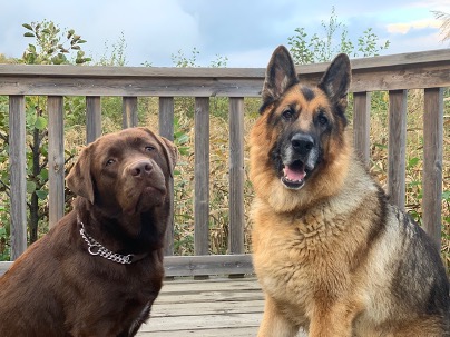 Bild av två hundar.