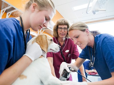 Veterinärstudenter undersöker en hund.