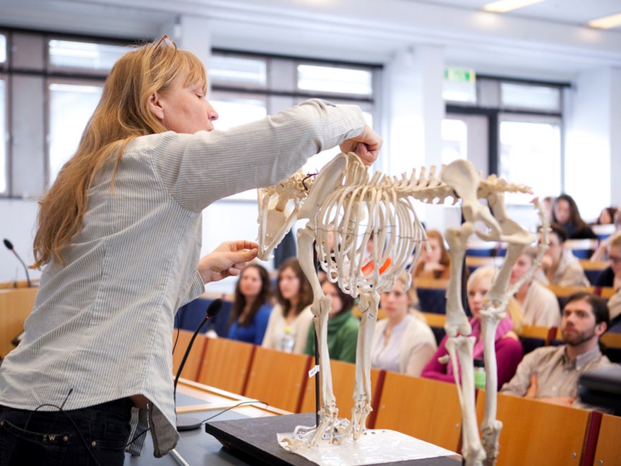 En kvinnlig veterinär undervisar veterinärstudenter. Foto.