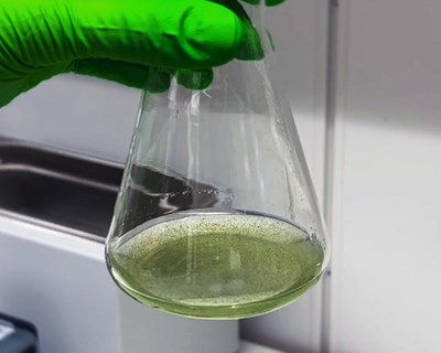Cyanobakterier i kolv. Foto.