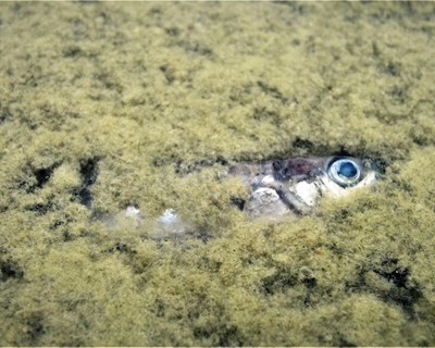 Flytande fisk täckt i alger. Foto.