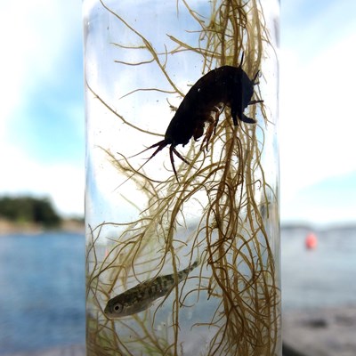 Algae, shrimp and fish in a glass jar. Photo.