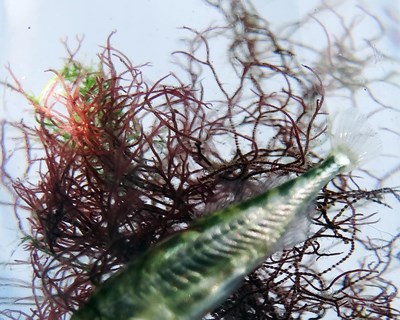 Red algae in water. Photo.