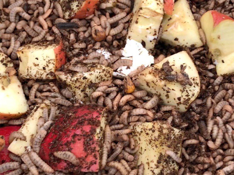 Insect larvae eat waste in the form of shells, kernels and bread left overs from. Photo.