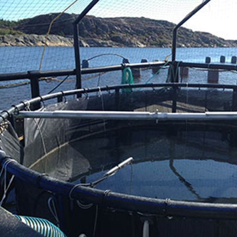 Fish and mussel farming in Kristineberg on the Swedish west coast. Photo.
