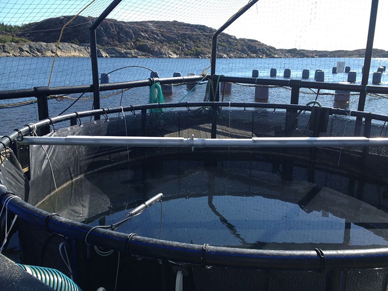 Fisk- och musselodling i Kristineberg. Foto.